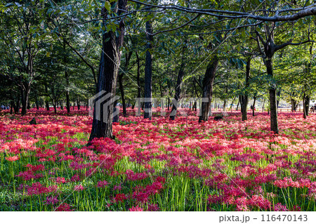 埼玉県・巾着田 林の中に咲く赤い彼岸花 埼玉県・巾着田 林の中に咲く赤い彼岸花 116470143