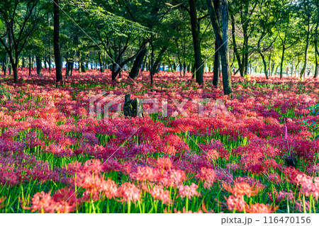 埼玉県・巾着田　林の中に咲く赤い彼岸花　 116470156