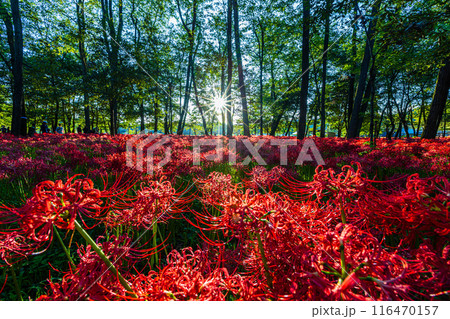 埼玉県・巾着田　林の中に咲く赤い彼岸花　 116470157
