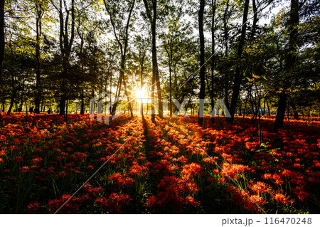 埼玉県・巾着田　夕日に照らされる彼岸花 116470248