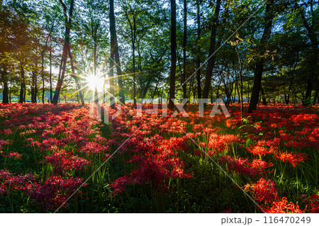 埼玉県・巾着田　夕日に照らされる彼岸花 116470249