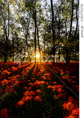 埼玉県・巾着田　夕日に照らされる彼岸花 116470259