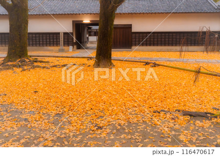 京都府八幡市円福寺で晩秋の黄色に色づいたイチョウを撮影 116470617