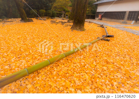 京都府八幡市円福寺で晩秋の黄色に色づいたイチョウを撮影 京都府八幡市円福寺で晩秋の黄色に色づいたイチョウを撮影 116470620
