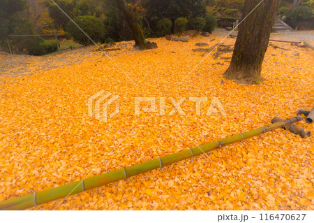京都府八幡市円福寺で晩秋の黄色に色づいたイチョウを撮影 116470627