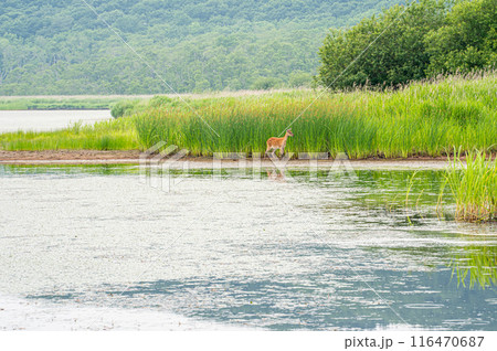 道東一人旅で出会った、釧路湿原の達古武湖湖畔を歩くエゾシカ 116470687