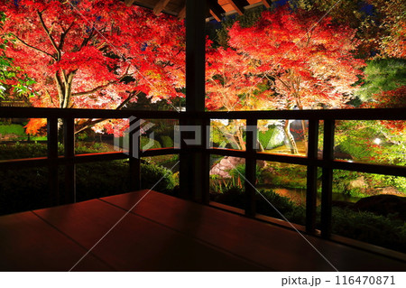【兵庫県】好古園の紅葉ライトアップ(姫路公園) 【兵庫県】好古園の紅葉ライトアップ(姫路公園) 116470871