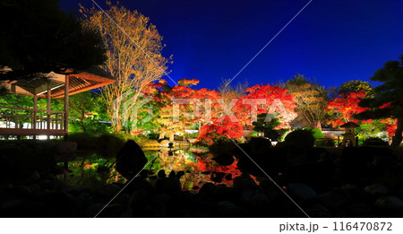 【兵庫県】好古園の紅葉ライトアップ（姫路公園） 116470872