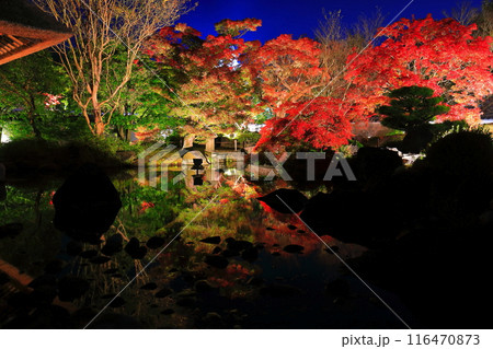 【兵庫県】好古園の紅葉ライトアップ（姫路公園） 116470873
