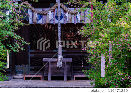 京都市上京区梨木神社に咲く清楚な秋の七草萩を撮影 京都市上京区梨木神社に咲く清楚な秋の七草萩を撮影 116471220