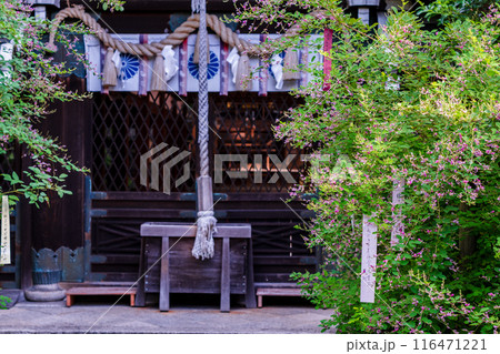 京都市上京区梨木神社に咲く清楚な秋の七草萩を撮影 京都市上京区梨木神社に咲く清楚な秋の七草萩を撮影 116471221