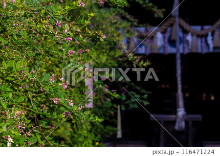 京都市上京区梨木神社に咲く清楚な秋の七草萩を撮影 116471224