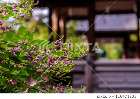 京都市上京区梨木神社に咲く清楚な秋の七草萩を撮影 116471233