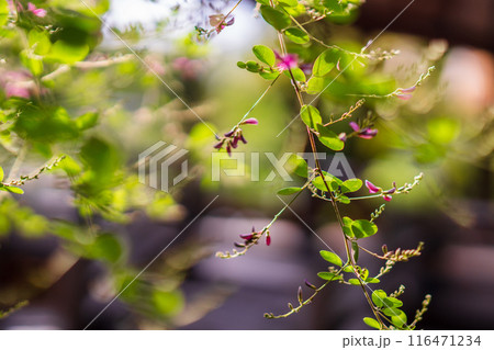 京都市上京区梨木神社に咲く清楚な秋の七草萩を撮影 116471234