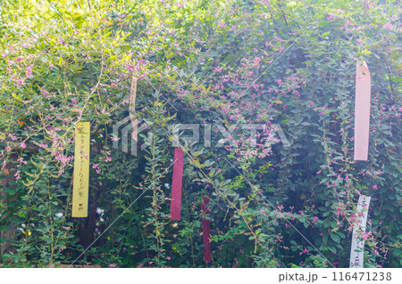 京都市上京区梨木神社に咲く清楚な秋の七草萩を撮影 京都市上京区梨木神社に咲く清楚な秋の七草萩を撮影 116471238