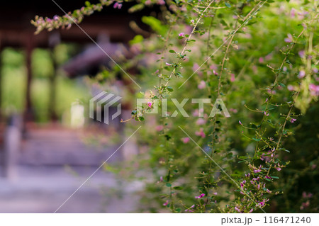 京都市上京区梨木神社に咲く清楚な秋の七草萩を撮影 京都市上京区梨木神社に咲く清楚な秋の七草萩を撮影 116471240