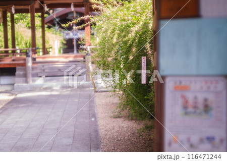 京都市上京区梨木神社に咲く清楚な秋の七草萩を撮影 116471244