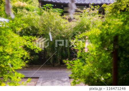 京都市上京区梨木神社に咲く清楚な秋の七草萩を撮影 116471246