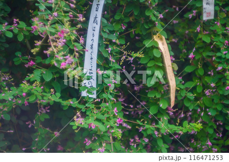 京都市上京区梨木神社に咲く清楚な秋の七草萩を撮影 京都市上京区梨木神社に咲く清楚な秋の七草萩を撮影 116471253