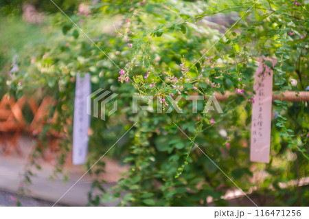 京都市上京区梨木神社に咲く清楚な秋の七草萩を撮影 116471256