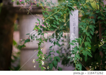 京都市上京区梨木神社に咲く清楚な秋の七草萩を撮影 京都市上京区梨木神社に咲く清楚な秋の七草萩を撮影 116471262