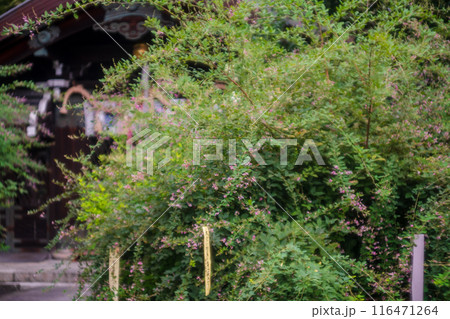 京都市上京区梨木神社に咲く清楚な秋の七草萩を撮影 116471264