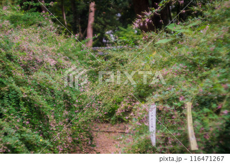 京都市上京区梨木神社に咲く清楚な秋の七草萩を撮影 京都市上京区梨木神社に咲く清楚な秋の七草萩を撮影 116471267