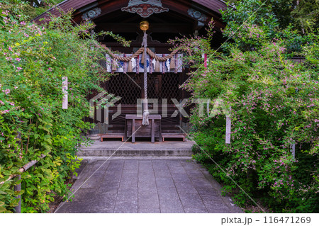 京都市上京区梨木神社に咲く清楚な秋の七草萩を撮影 116471269