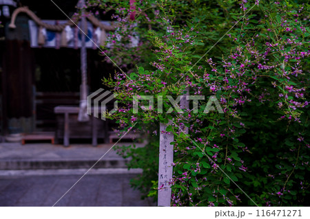 京都市上京区梨木神社に咲く清楚な秋の七草萩を撮影 116471271