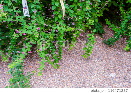 京都市上京区梨木神社に咲く清楚な秋の七草萩を撮影 116471287