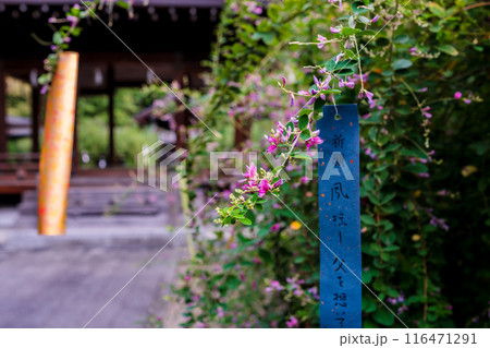 京都市上京区梨木神社に咲く清楚な秋の七草萩を撮影 116471291