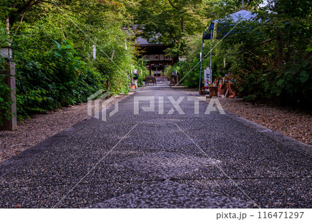京都市上京区梨木神社に咲く清楚な秋の七草萩を撮影 116471297