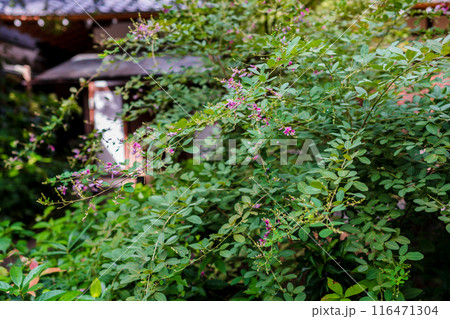 京都市上京区梨木神社に咲く清楚な秋の七草萩を撮影 116471304