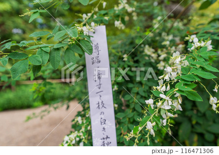 京都市上京区梨木神社に咲く清楚な秋の七草萩を撮影 116471306