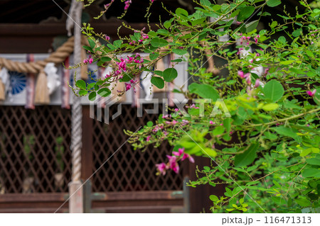 京都市上京区梨木神社に咲く清楚な秋の七草萩を撮影 京都市上京区梨木神社に咲く清楚な秋の七草萩を撮影 116471313
