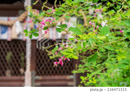 京都市上京区梨木神社に咲く清楚な秋の七草萩を撮影 116471315