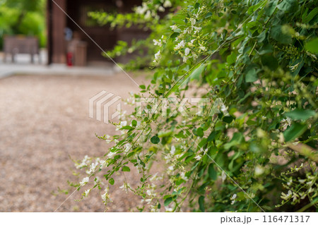京都市上京区梨木神社に咲く清楚な秋の七草萩を撮影 116471317