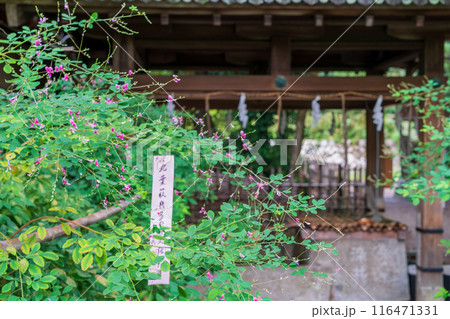 京都市上京区梨木神社に咲く清楚な秋の七草萩を撮影 116471331