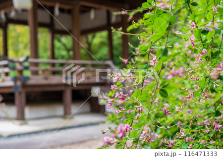 京都市上京区梨木神社に咲く清楚な秋の七草萩を撮影 116471333