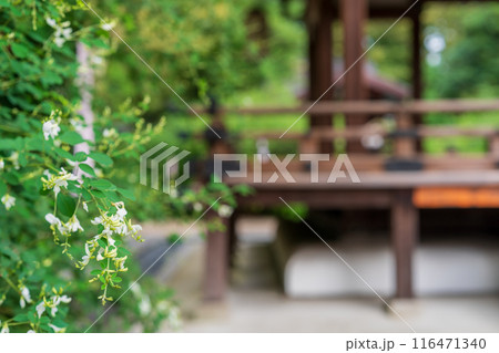 京都市上京区梨木神社に咲く清楚な秋の七草萩を撮影 京都市上京区梨木神社に咲く清楚な秋の七草萩を撮影 116471340