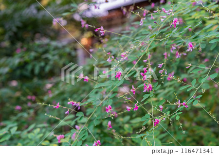 京都市上京区梨木神社に咲く清楚な秋の七草萩を撮影 京都市上京区梨木神社に咲く清楚な秋の七草萩を撮影 116471341