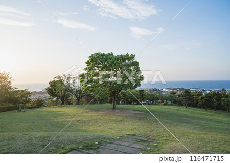 茨城 朝の日立かみね公園 茨城 朝の日立かみね公園 116471715
