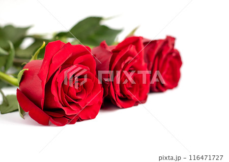 Bouquet of red roses on a white background with free space for text 116471727