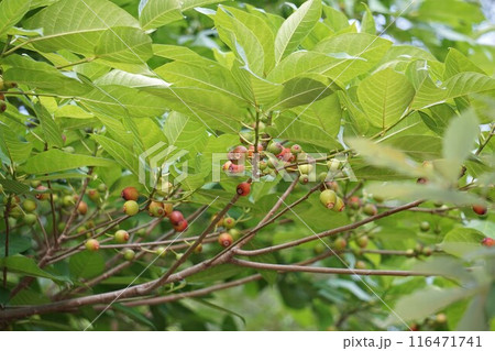 イヌビワの果実・2024年㋆ イヌビワの果実・2024年㋆ 116471741