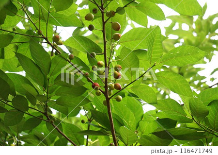 イヌビワの果実・2024年㋆　 116471749