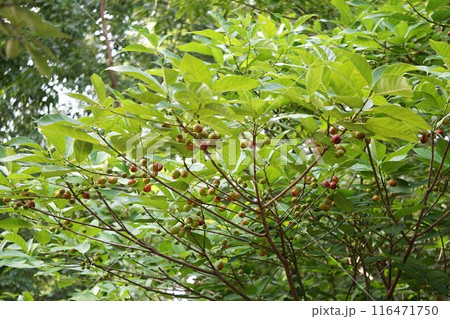 イヌビワの果実・2024年㋆ イヌビワの果実・2024年㋆ 116471750