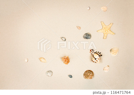 Beautiful seashells and starfish on the sand with copy space top view. The concept of summer holidays and recreation. 116471764