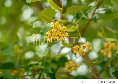 滋賀県東近江市 百済寺の境内で満開を迎え良い香りを放っている菩提樹の花 滋賀県東近江市 百済寺の境内で満開を迎え良い香りを放っている菩提樹の花 116471836