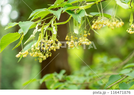 滋賀県東近江市 百済寺の境内で満開を迎え良い香りを放っている本堂前の千年菩提樹の木 滋賀県東近江市 百済寺の境内で満開を迎え良い香りを放っている本堂前の千年菩提樹の木 116471876
