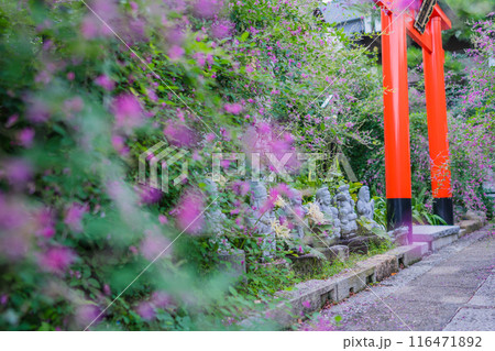 京都市伏見区勝念寺(かましきさん)に咲く清楚な秋の七草萩を撮影 京都市伏見区勝念寺(かましきさん)に咲く清楚な秋の七草萩を撮影 116471892